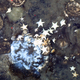Image for article titled Arctic Sponges Discovered Eating Corpses of Long-Dead Worms
